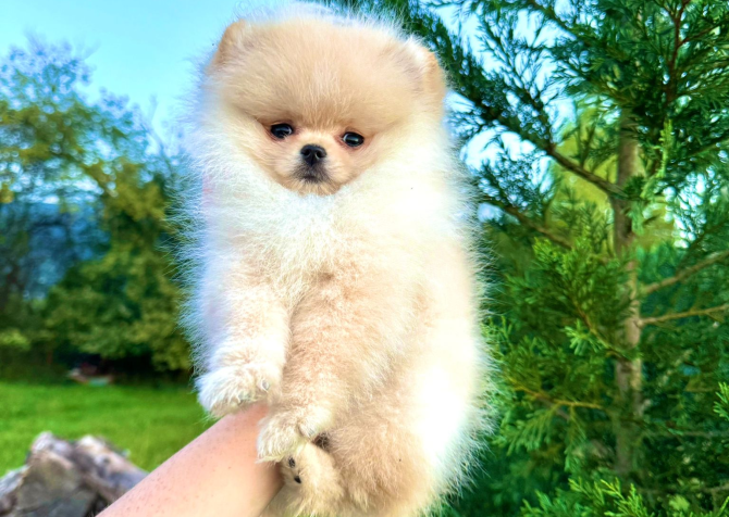 Teddy face pomeranian